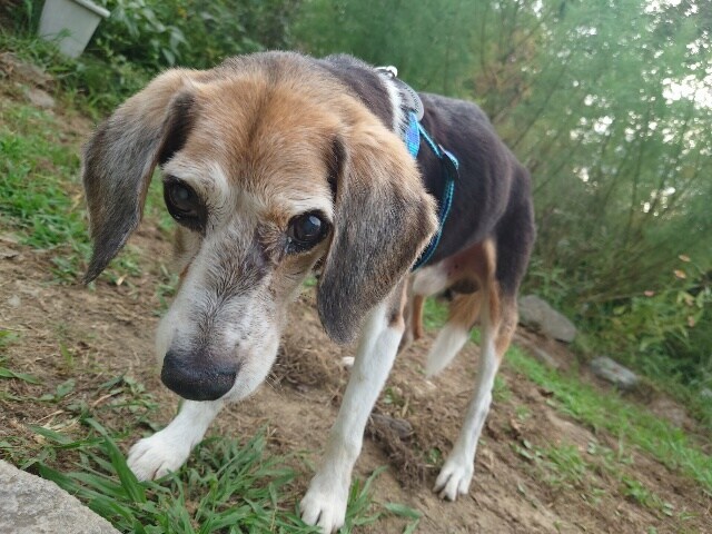 老犬ホーム京都
