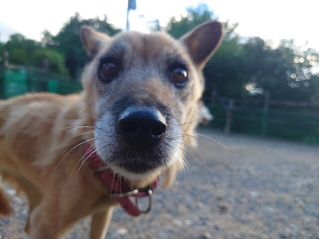 老犬ホームあん