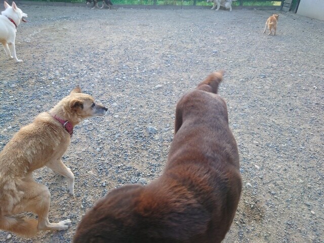 老犬ホーム大阪