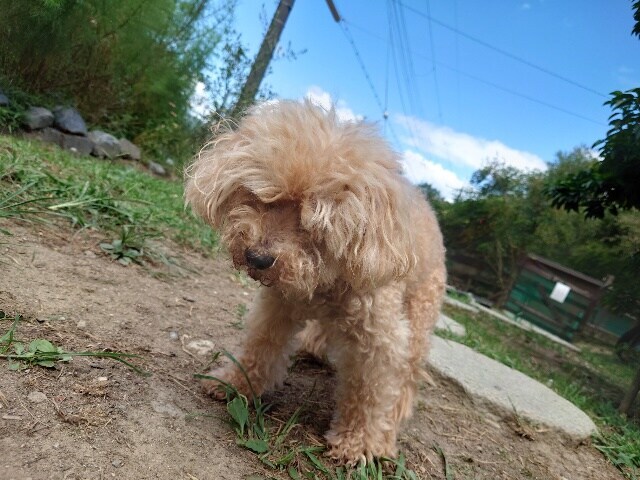 老犬ホーム大阪