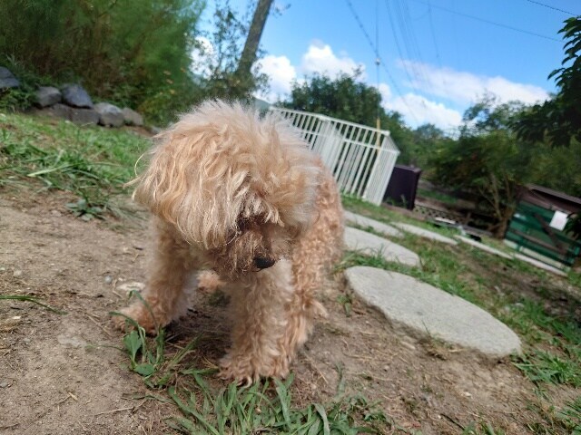 老犬ホームあん