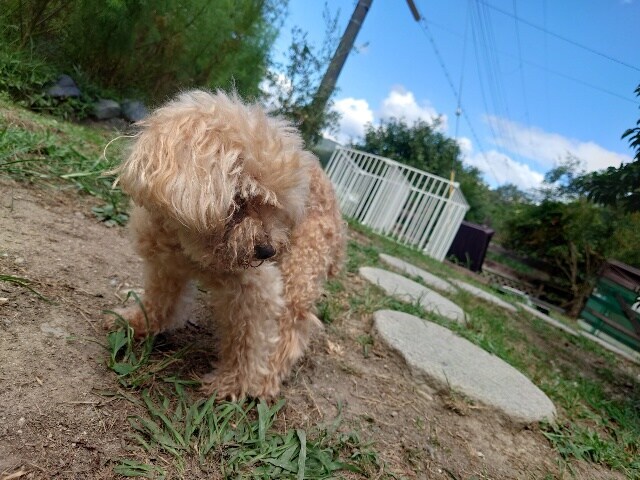 老犬