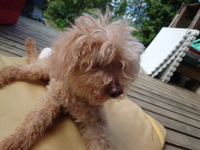 老犬ホーム京都
