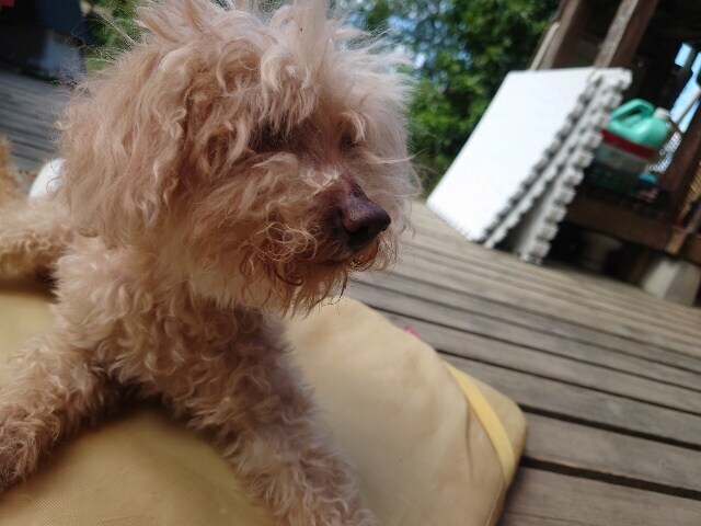 老犬ホーム関西