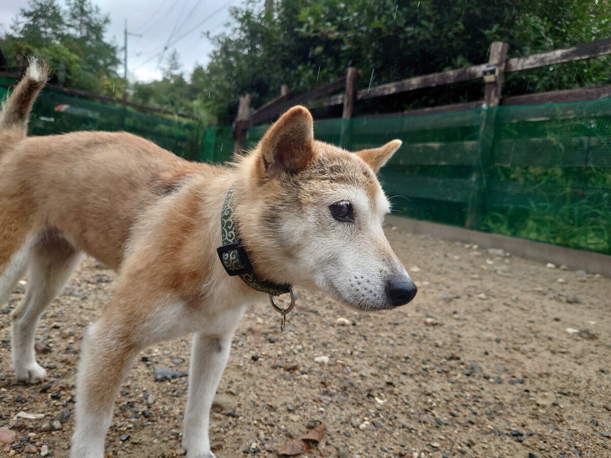 老犬ホーム大阪