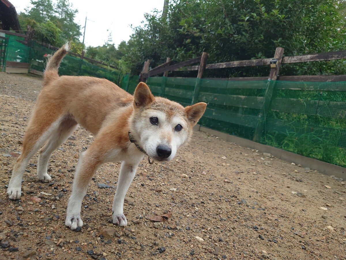 老犬