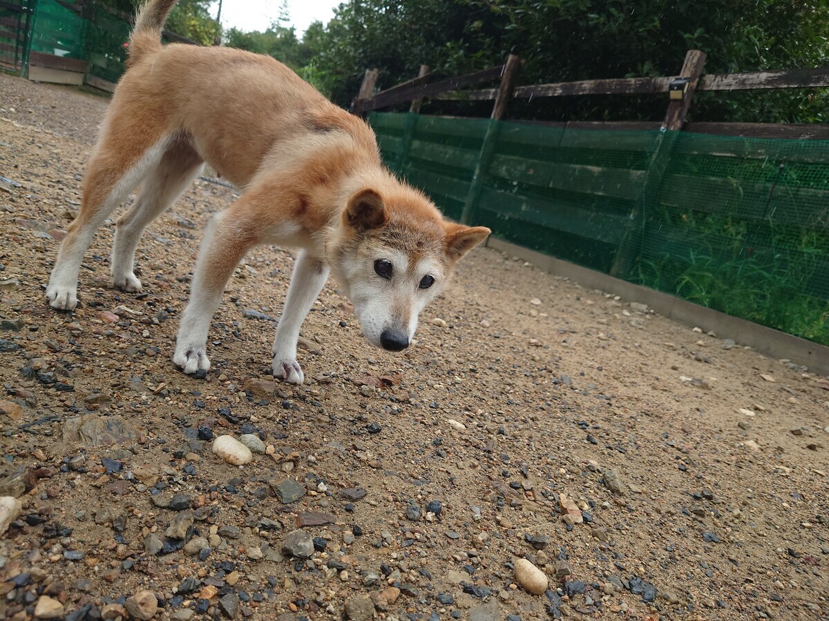 老犬ホームあん