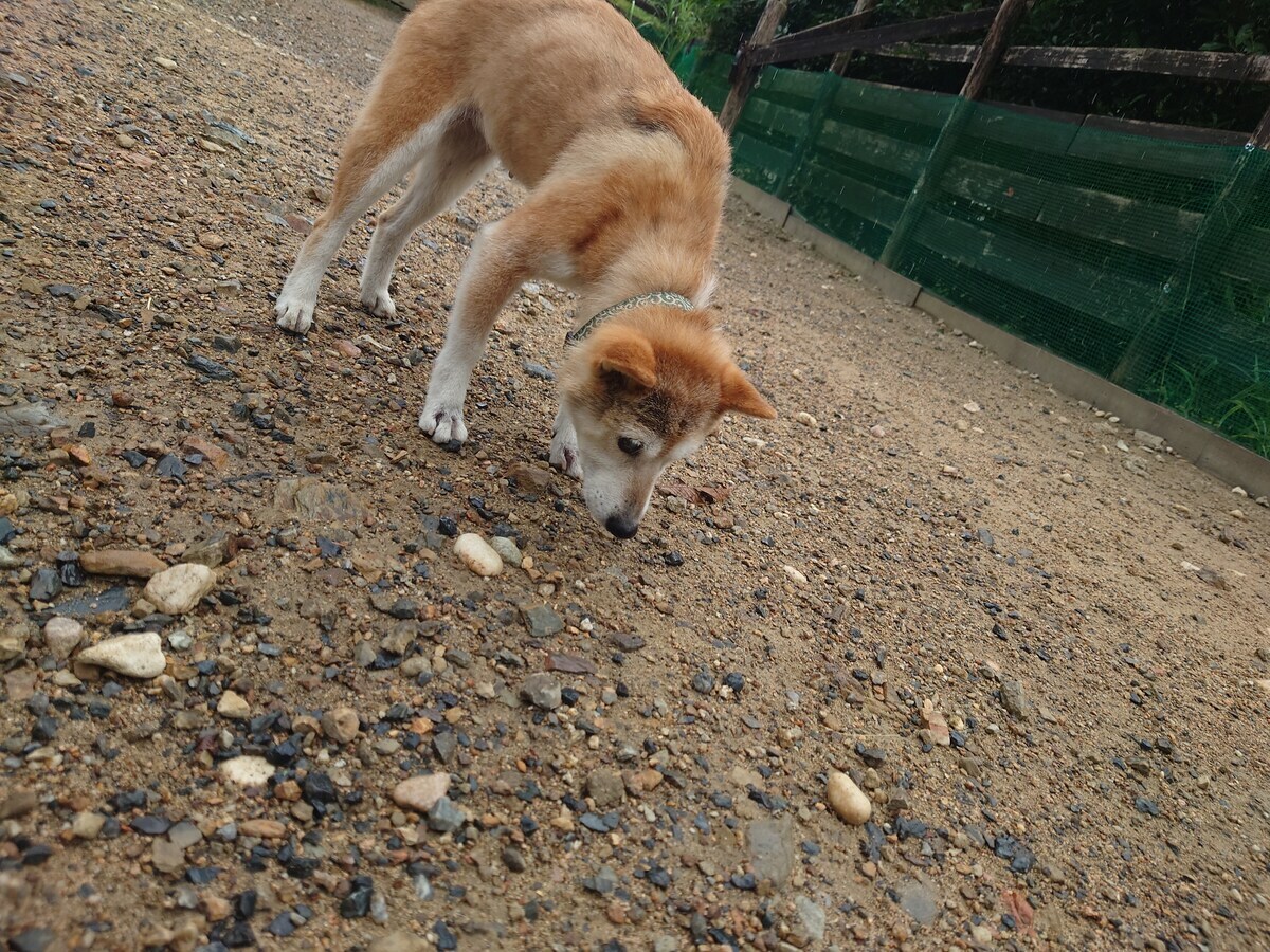 大阪の老犬ホーム