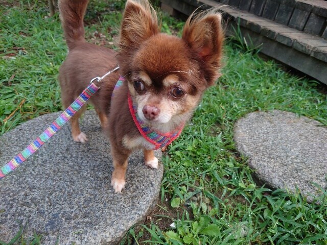 老犬ホーム大阪