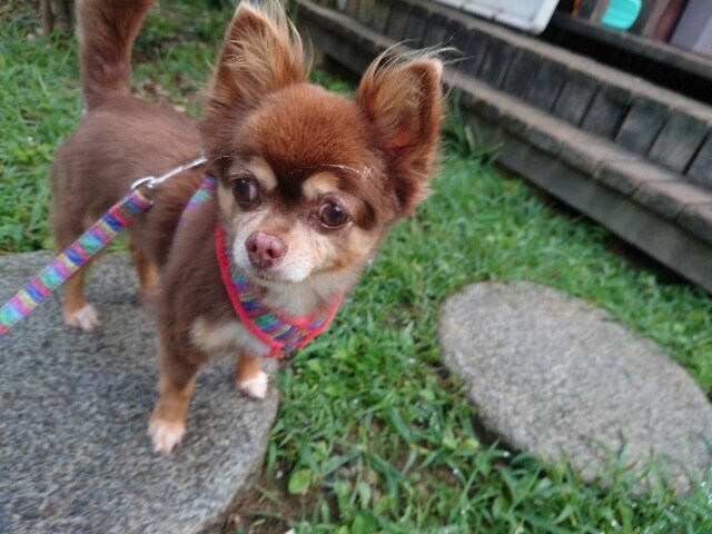 老犬