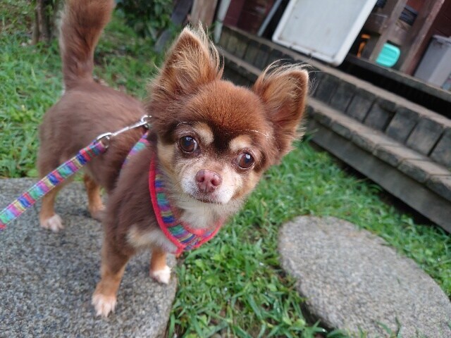 老犬ホームあん