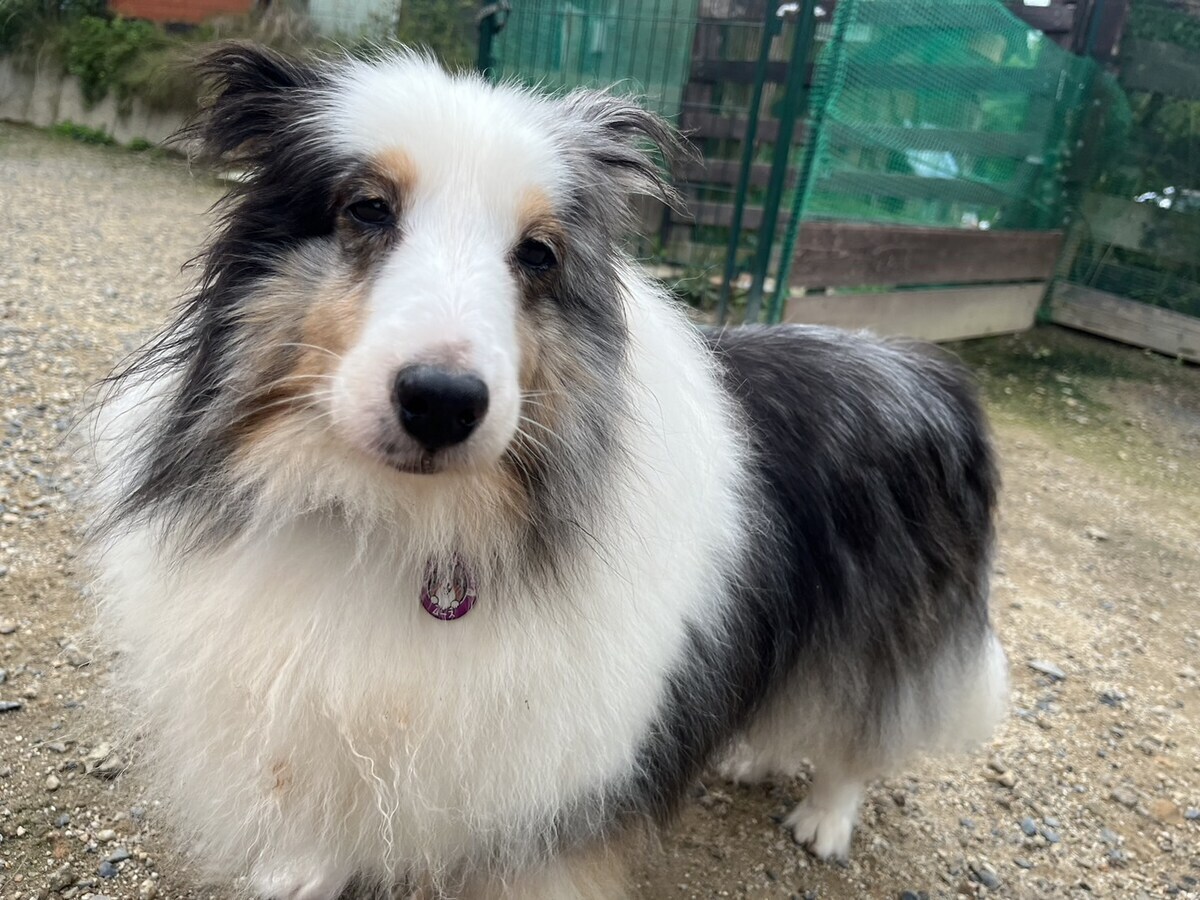 老犬ホームあん