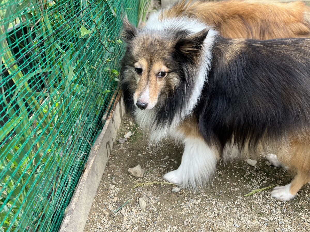 老犬