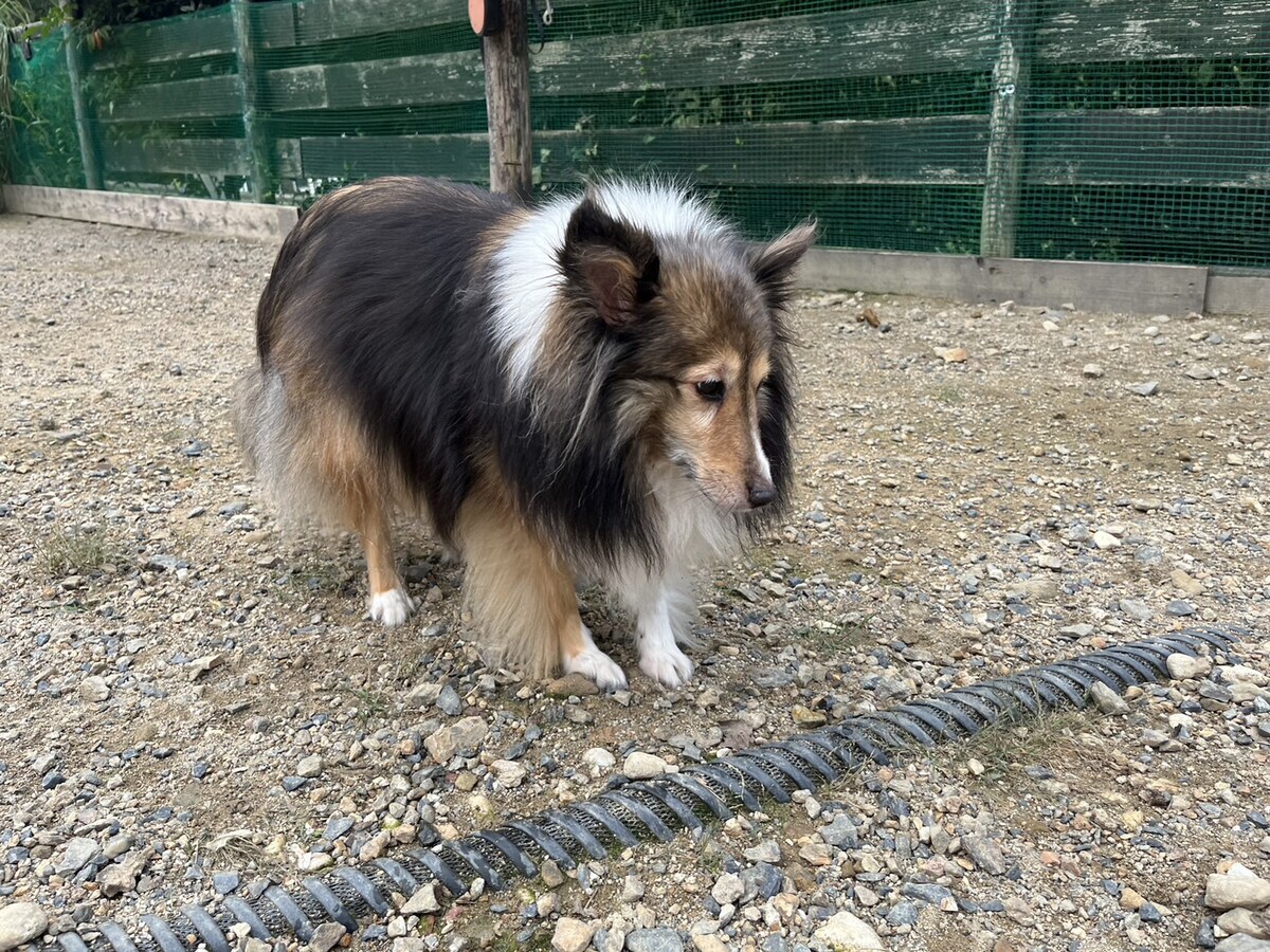 大阪の老犬ホーム