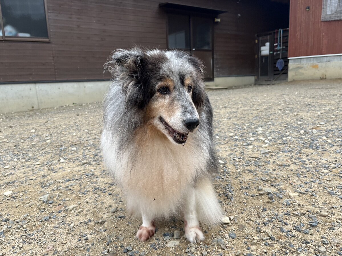 ドッグホテル京都