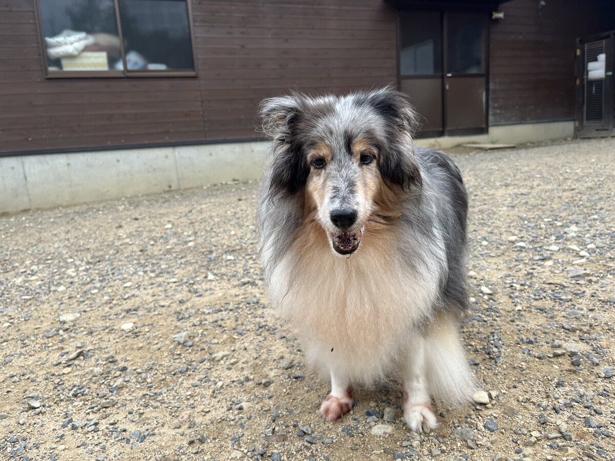 老犬ホーム大阪