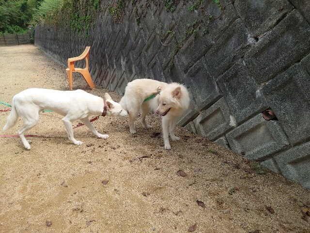老犬ホーム大阪
