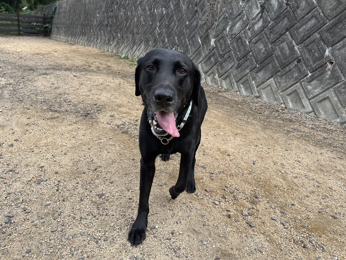 老犬ホーム大阪