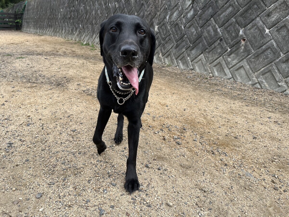 老犬ホームあん