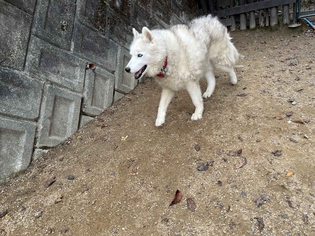 ドッグホテル京都