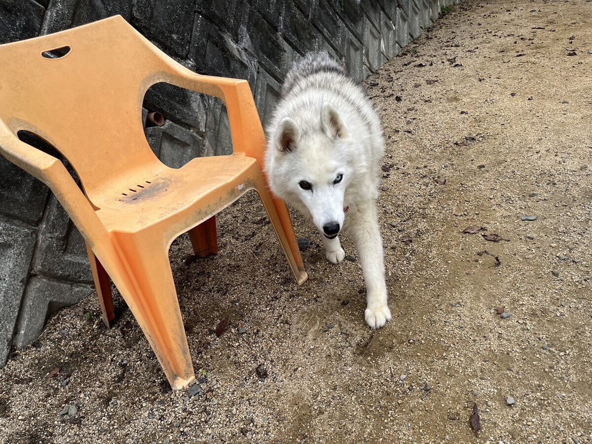 老犬ホームあん