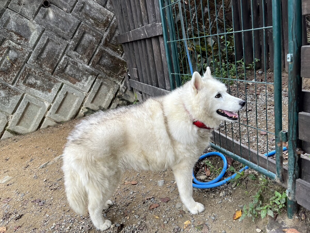 老犬
