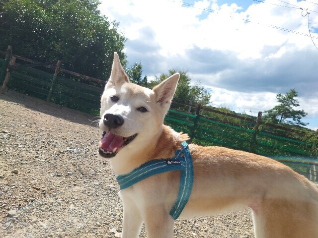 ドッグホテル京都