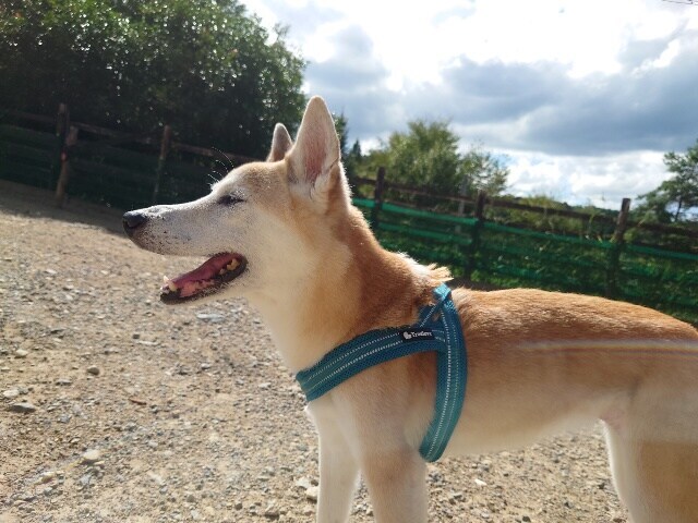 老犬ホームあん