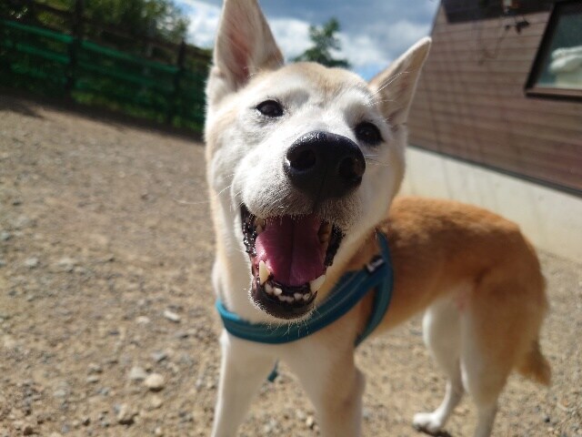 老犬ホーム大阪