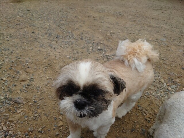 ドッグホテル京都