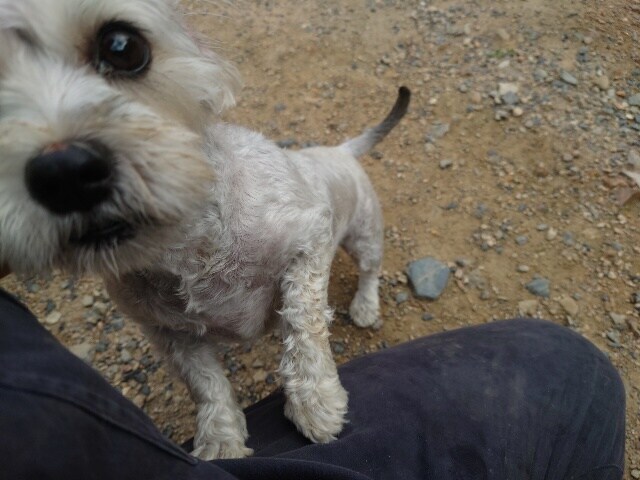 大阪の老犬ホーム