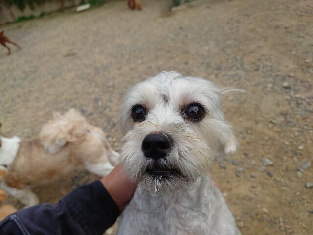 ドッグホテル京都