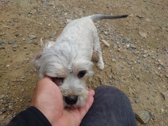 老犬ホーム大阪