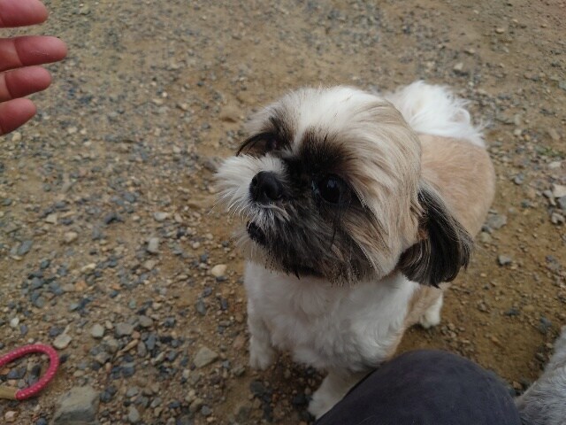 老犬ホーム大阪
