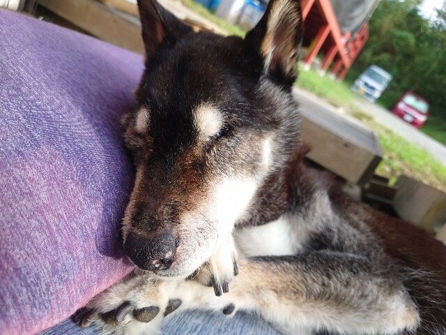 ドッグホテル京都