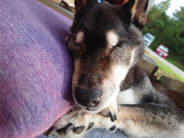 老犬ホーム大阪