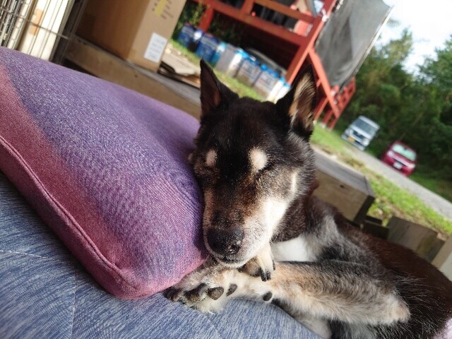 大阪の老犬ホーム