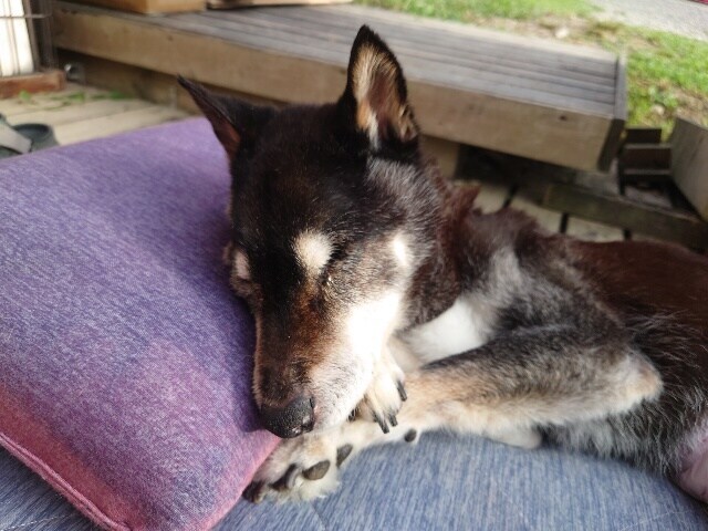 老犬ホーム大阪