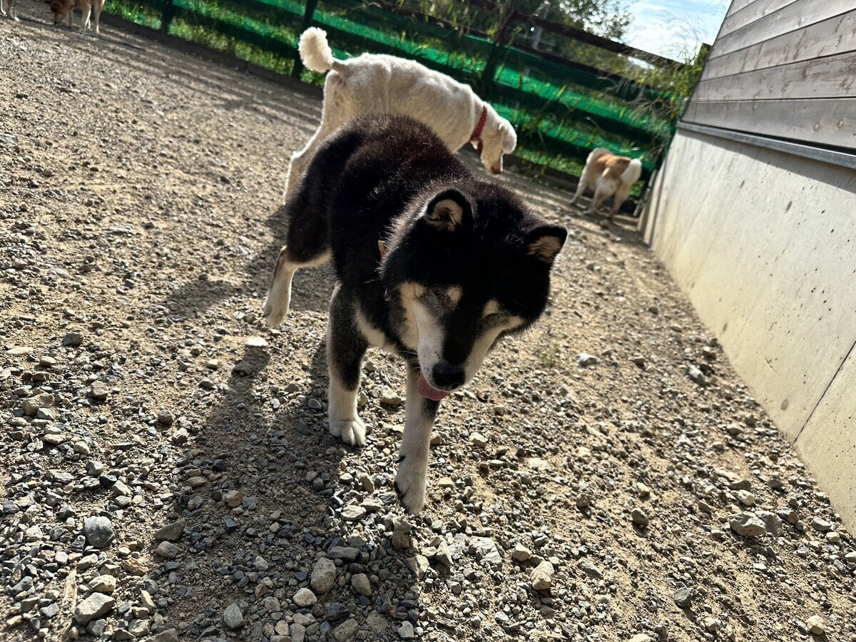 ドッグホテル京都
