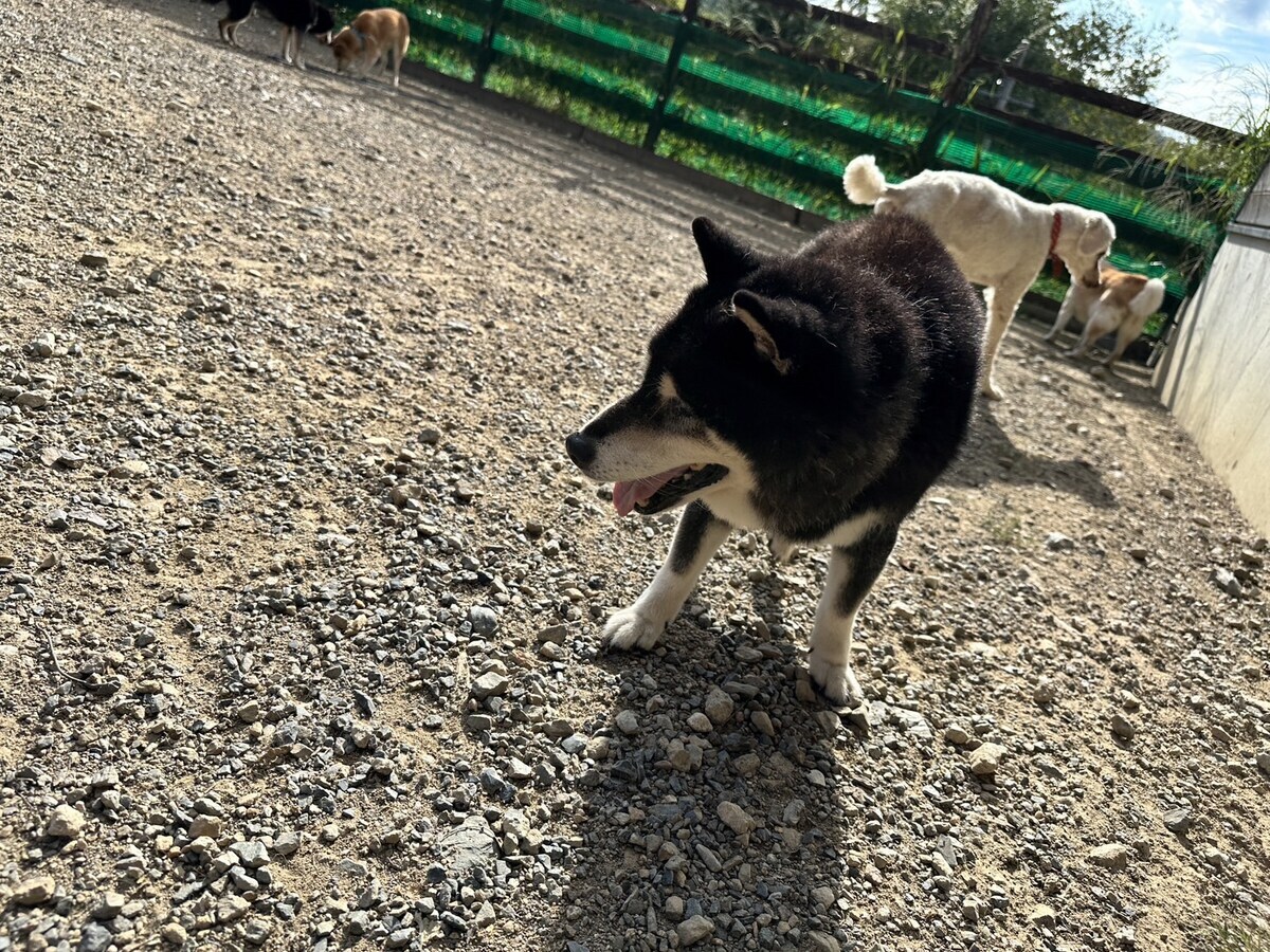老犬ホーム大阪