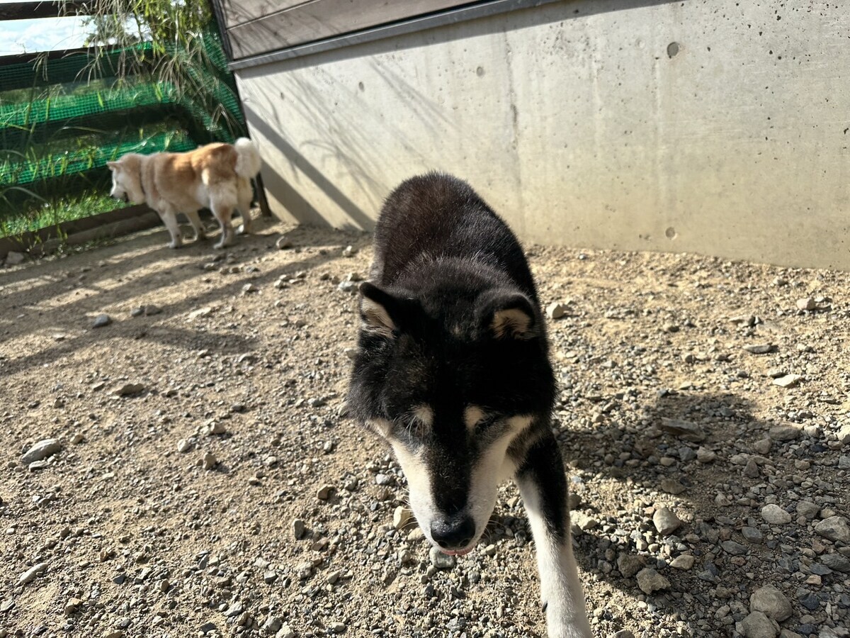 老犬ホームあん