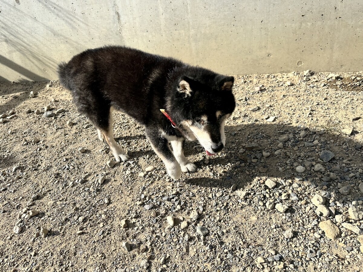 大阪の老犬ホーム