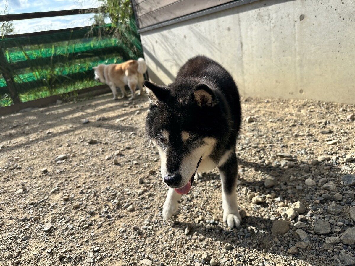老犬