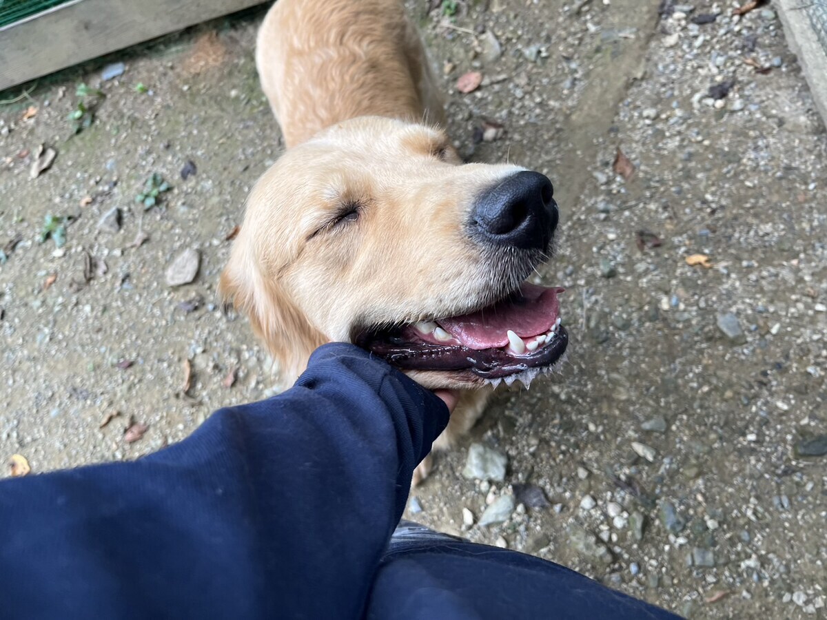 老犬ホームあん
