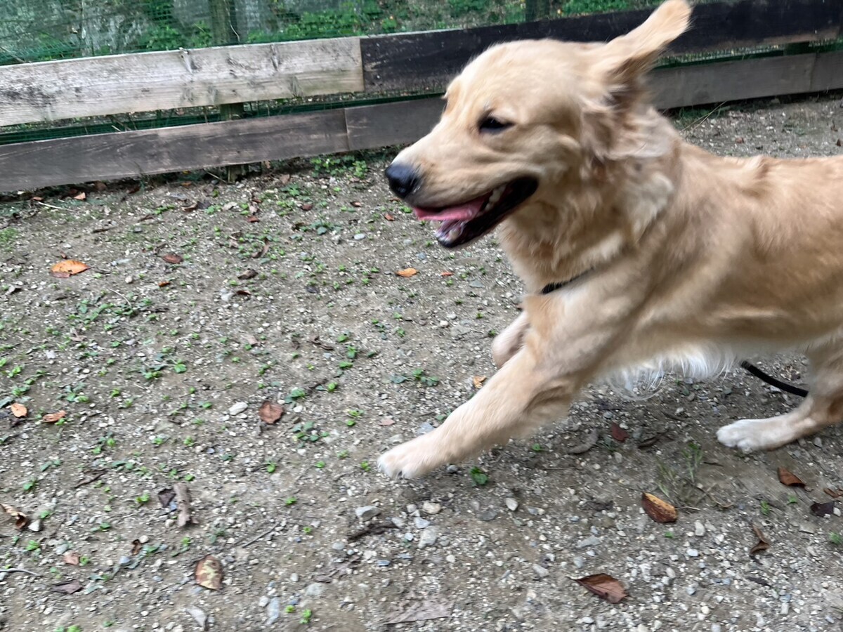老犬ホーム大阪