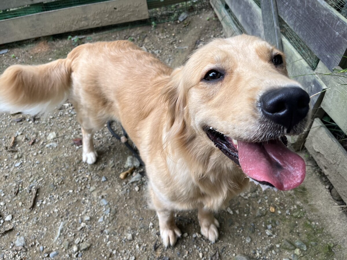 大阪の老犬ホーム