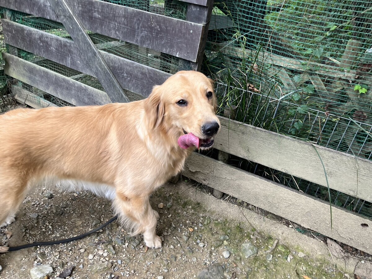老犬ホーム大阪
