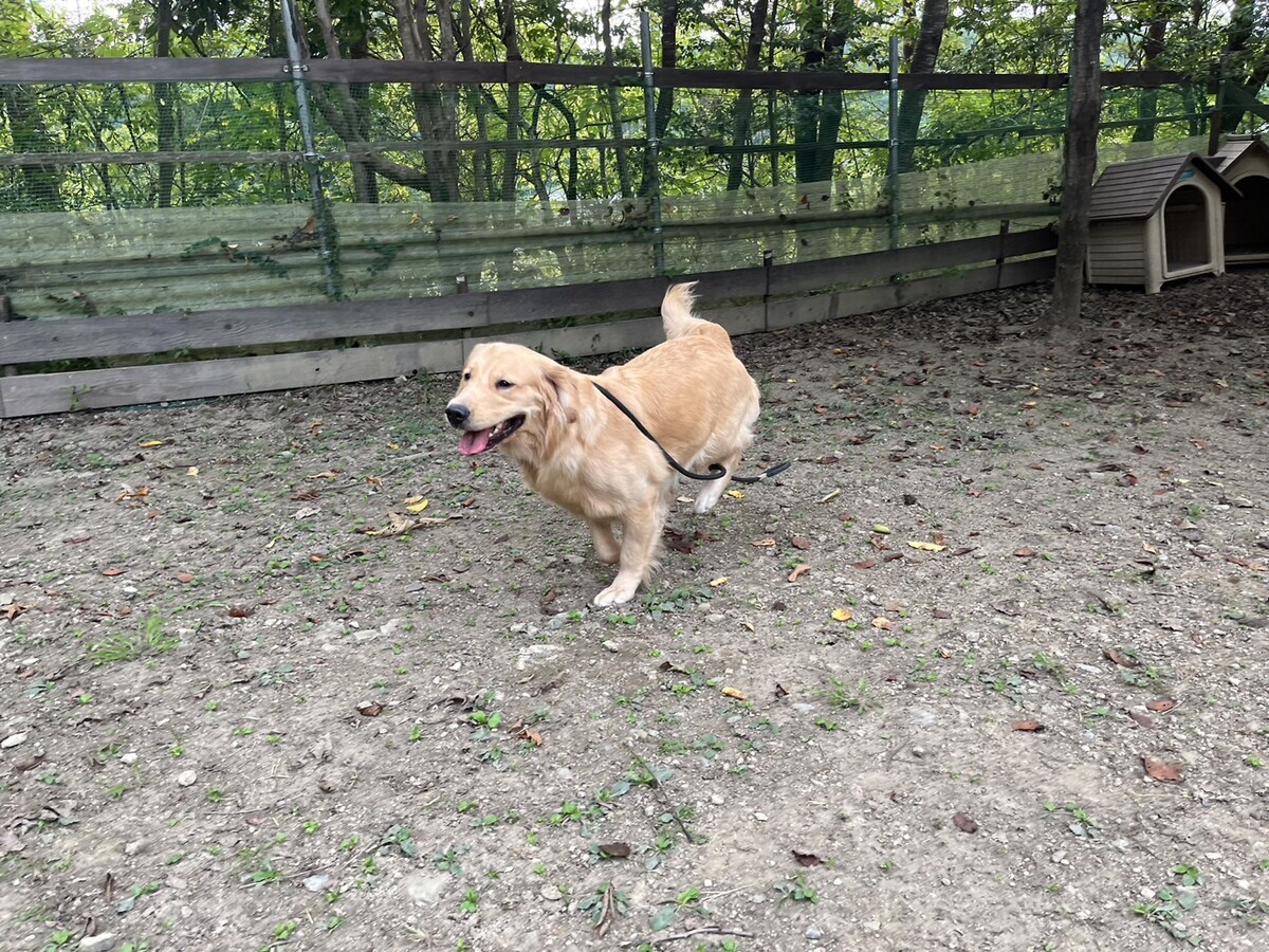 老犬
