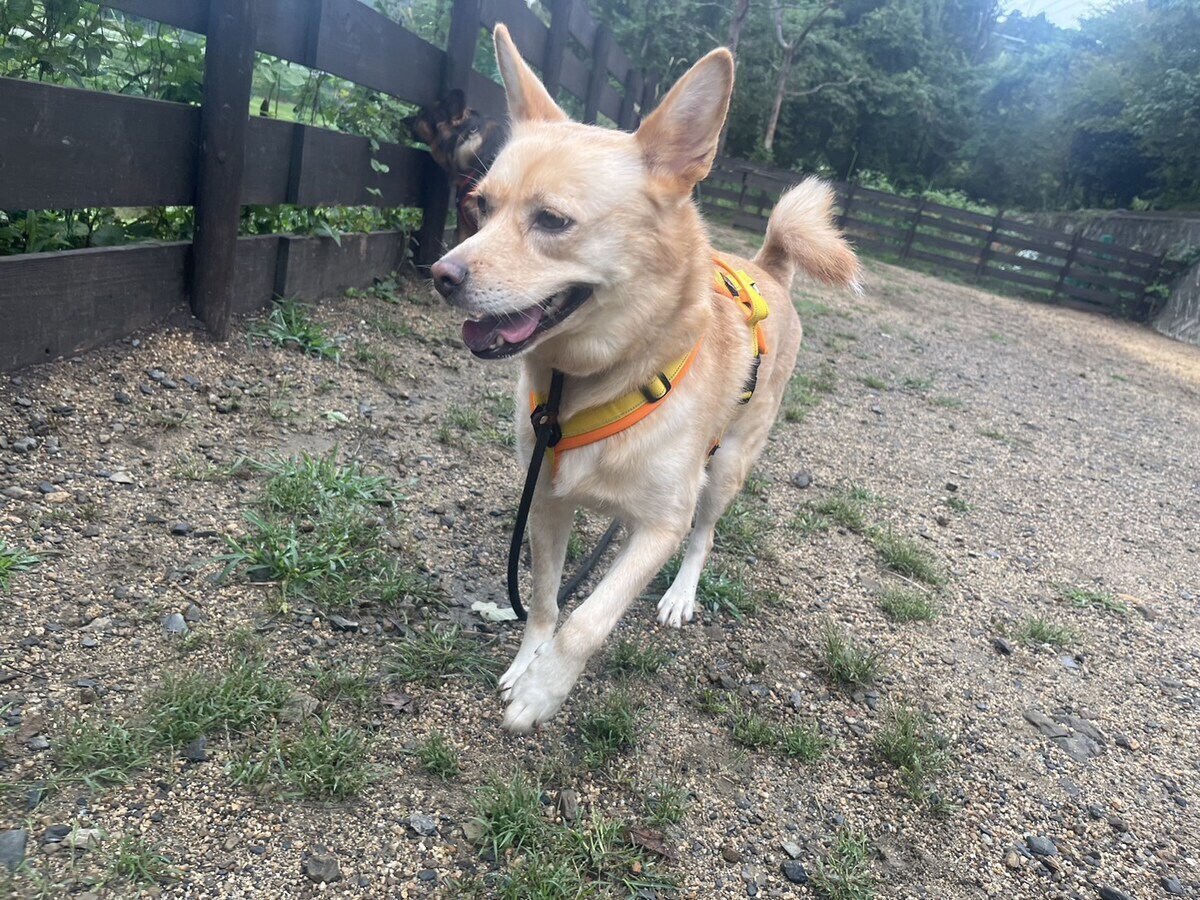 老犬ホーム大阪