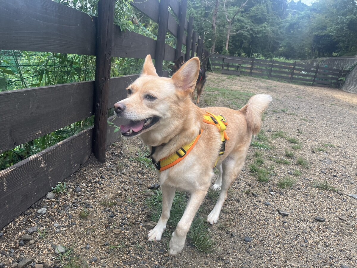 老犬ホームあん